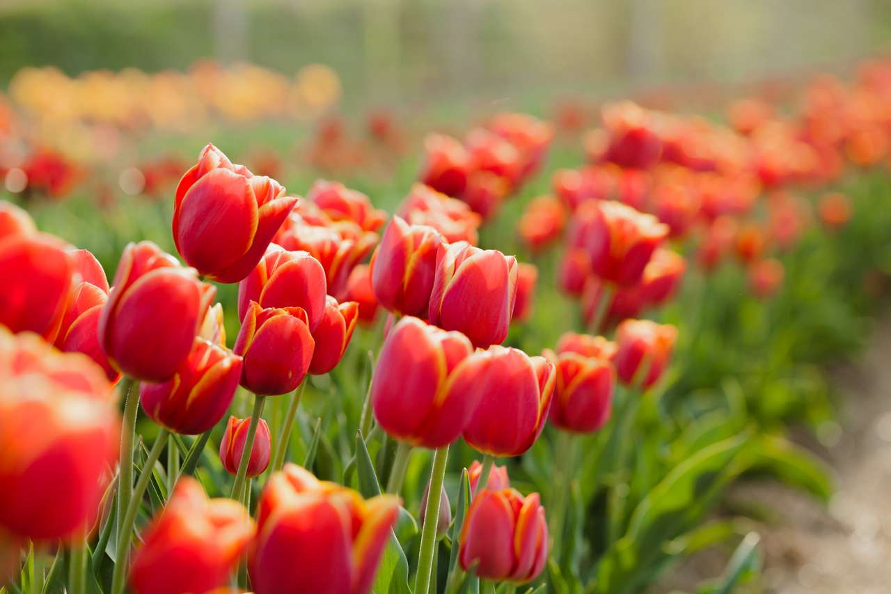 Bei vari tulipani al campo in Olanda puzzle