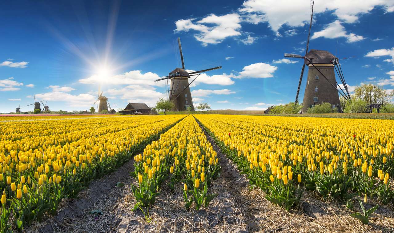 Wiatrak z pięknym polem tulipanowym w Holandii. puzzle online