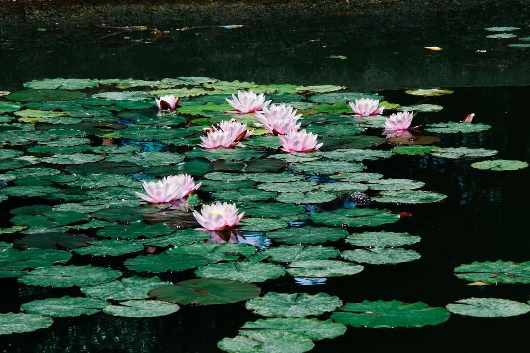 Waterlilies w ciągu dnia puzzle online
