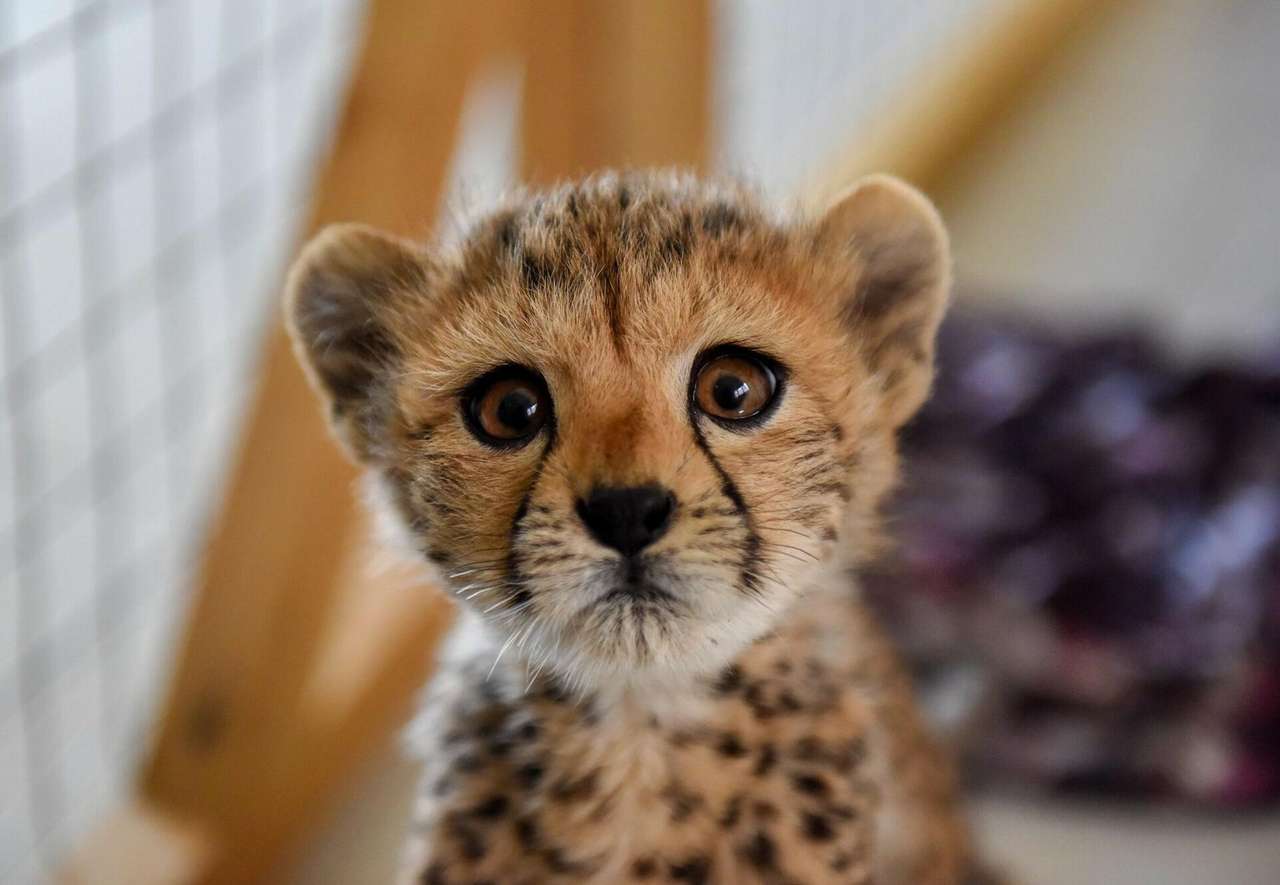 słodki gepard. puzzle online