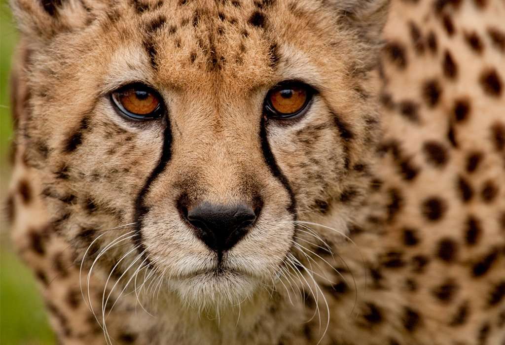 Niesamowity gepard. puzzle online