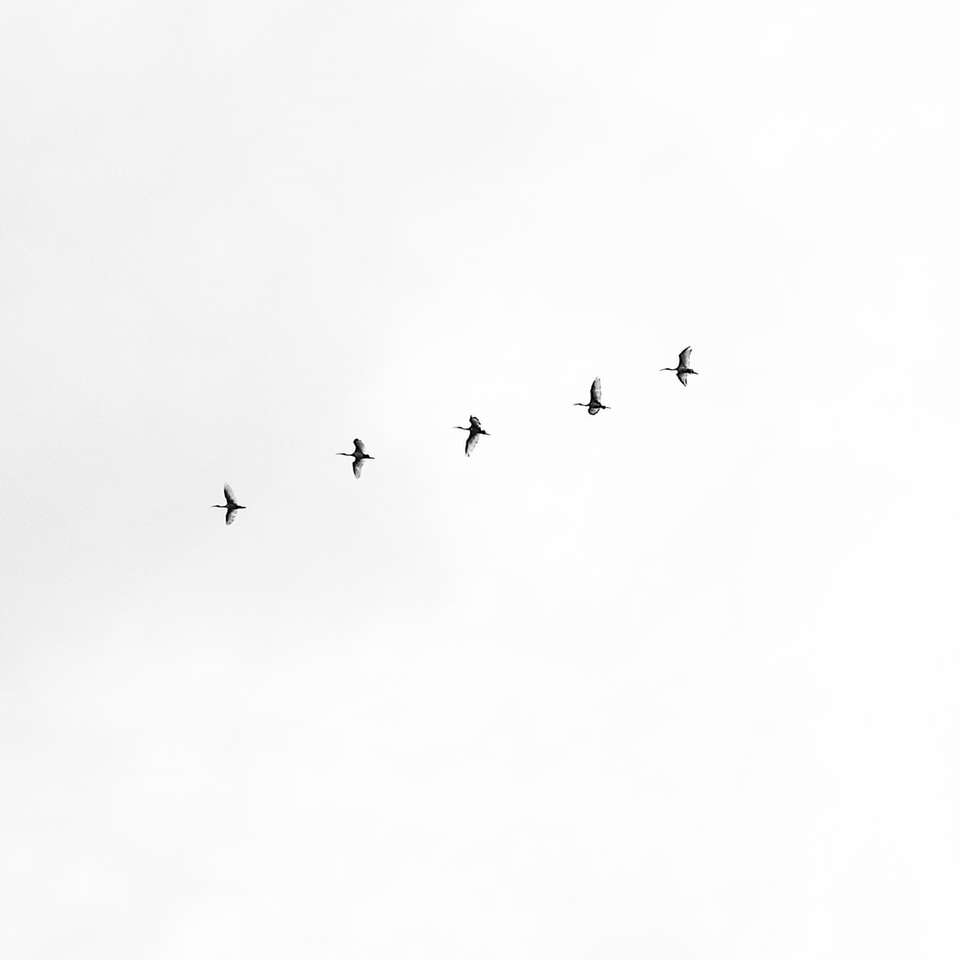 pięć czarnych ptaków latających na niebie puzzle online