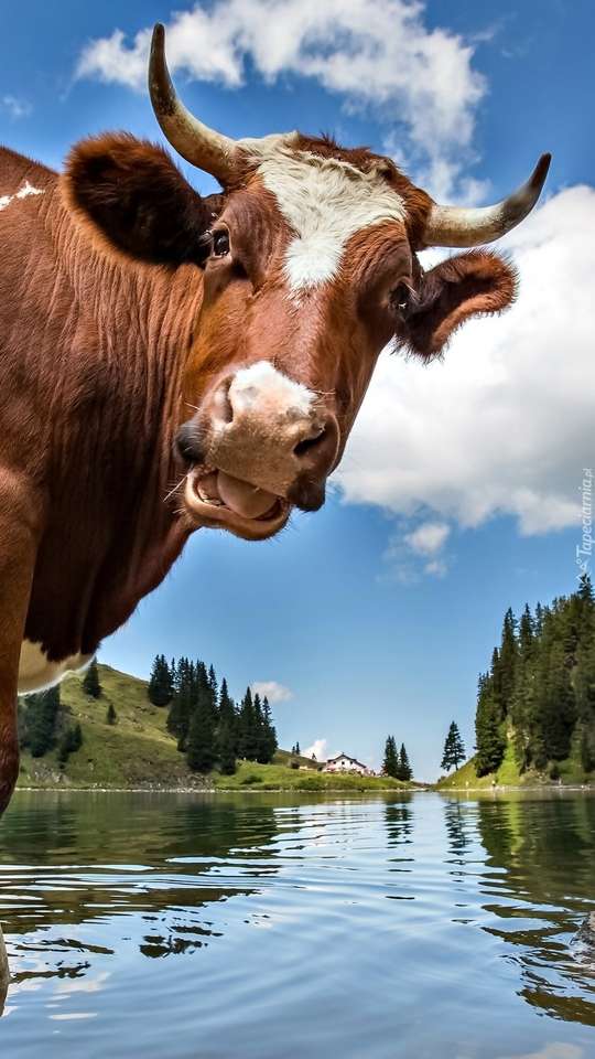 Krowa nad wodą puzzle online