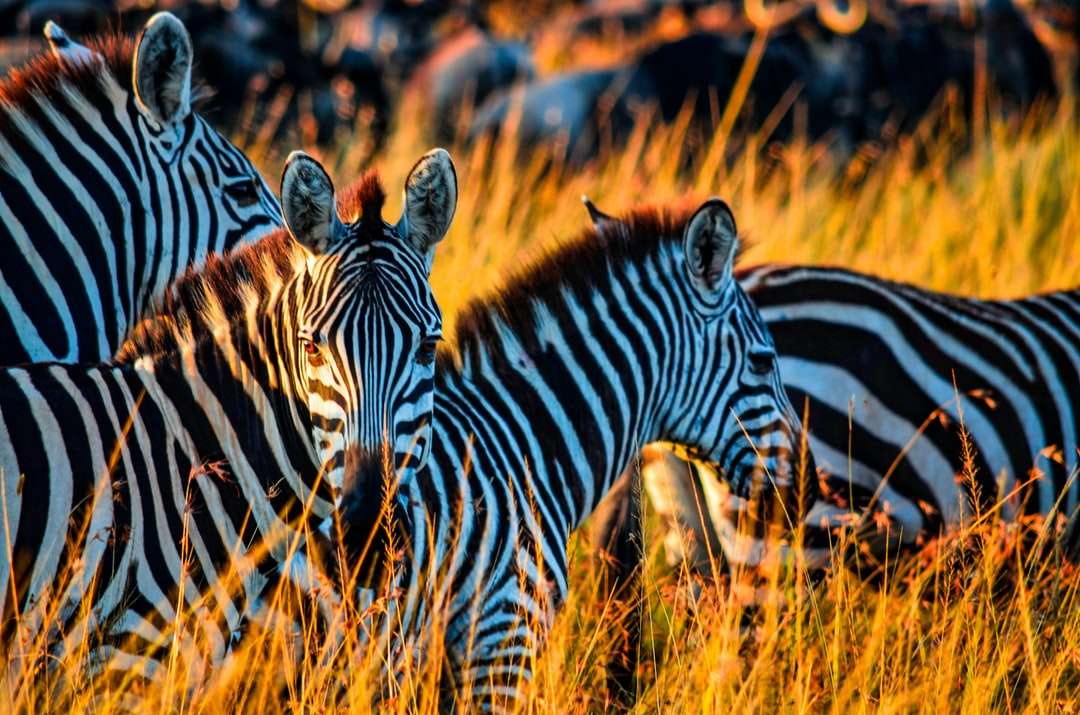 Zebra na brązowym polu trawy w ciągu dnia puzzle online