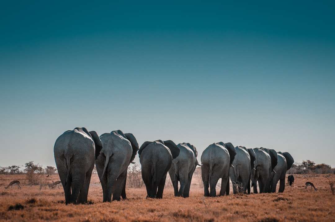 Szare i czarne słonie w ciągu dnia puzzle online