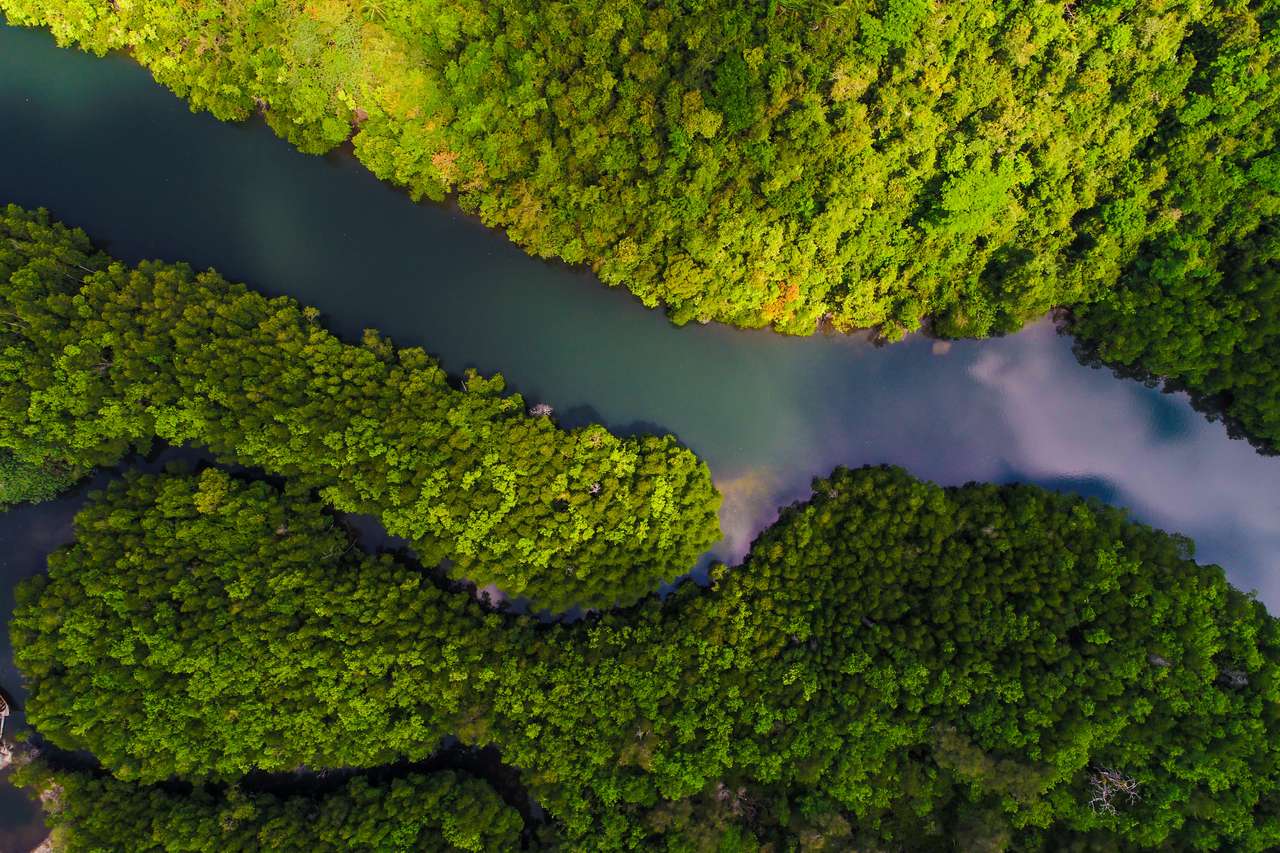 Widok z lotu ptaka na mangrowe tropikalny las deszczowy z rzeką od góry do morza, natura life puzzle online