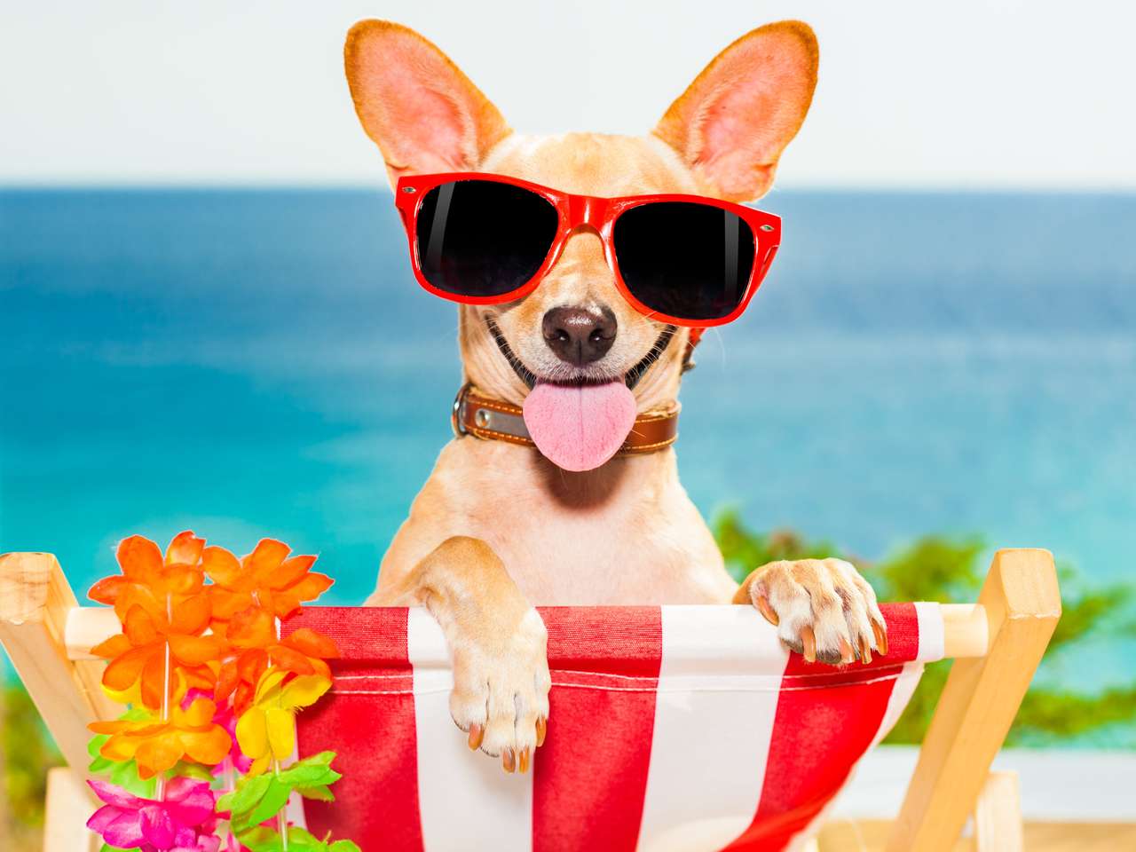 Pies Chihuahua na plaży puzzle online