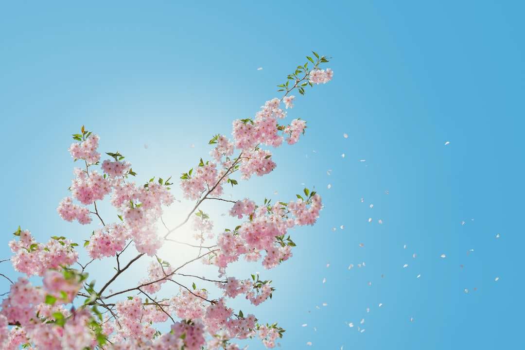 niski kąt różowego kwitnącego drzewa puzzle online
