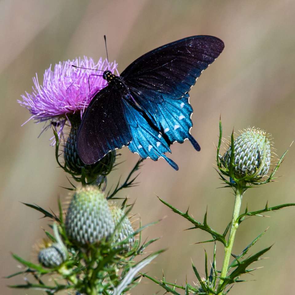 niebieski i czarny motyl na fioletowym kwiecie puzzle online