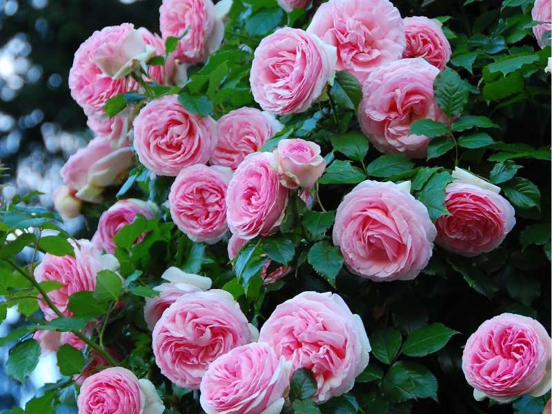 Pnące różowe róże puzzle online