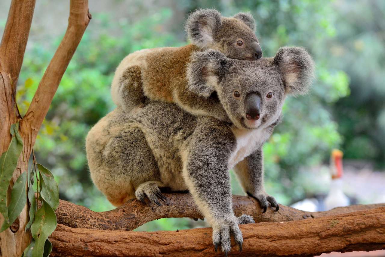 Mama koala z dzieckiem na plecach puzzle online