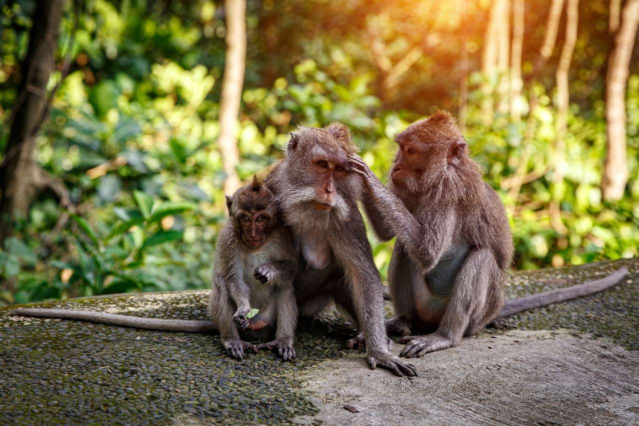 Rodzinny portret małp puzzle online