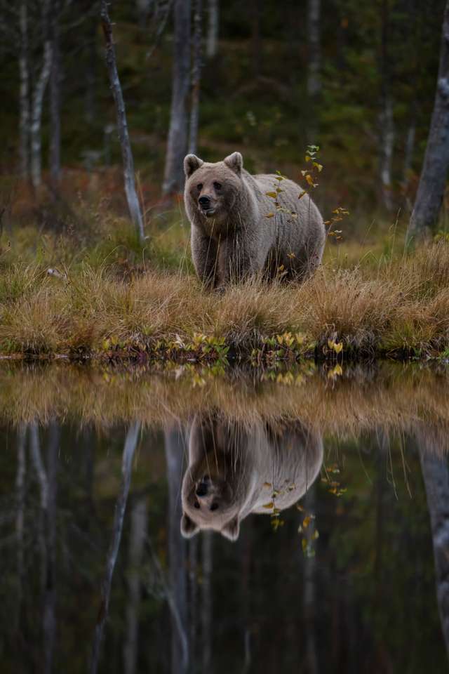 Niedźwiedź brunatny - Ursus arctos w Finlandii puzzle online