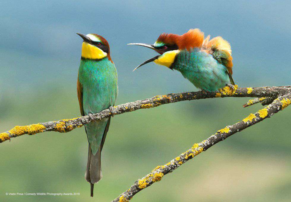 Kolorowe ptaszki na gałęzi puzzle online