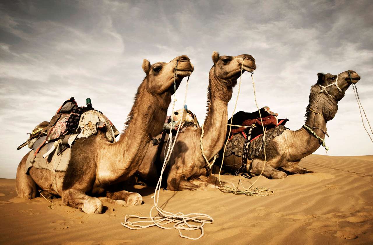 Wielbłądy odpoczywające na pustyni puzzle online