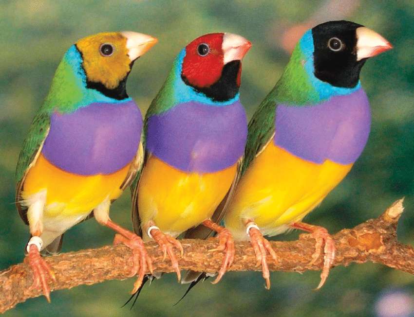 Kolorowe ptaszki puzzle online