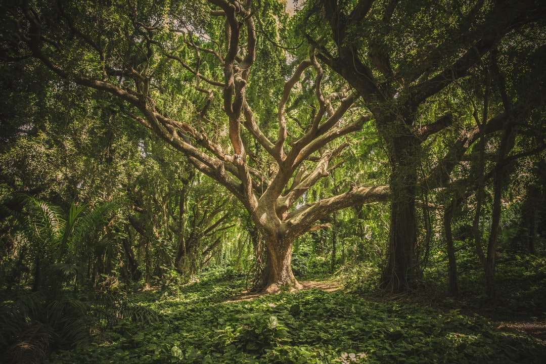 duże drzewo w środku lasu w ciągu dnia puzzle online