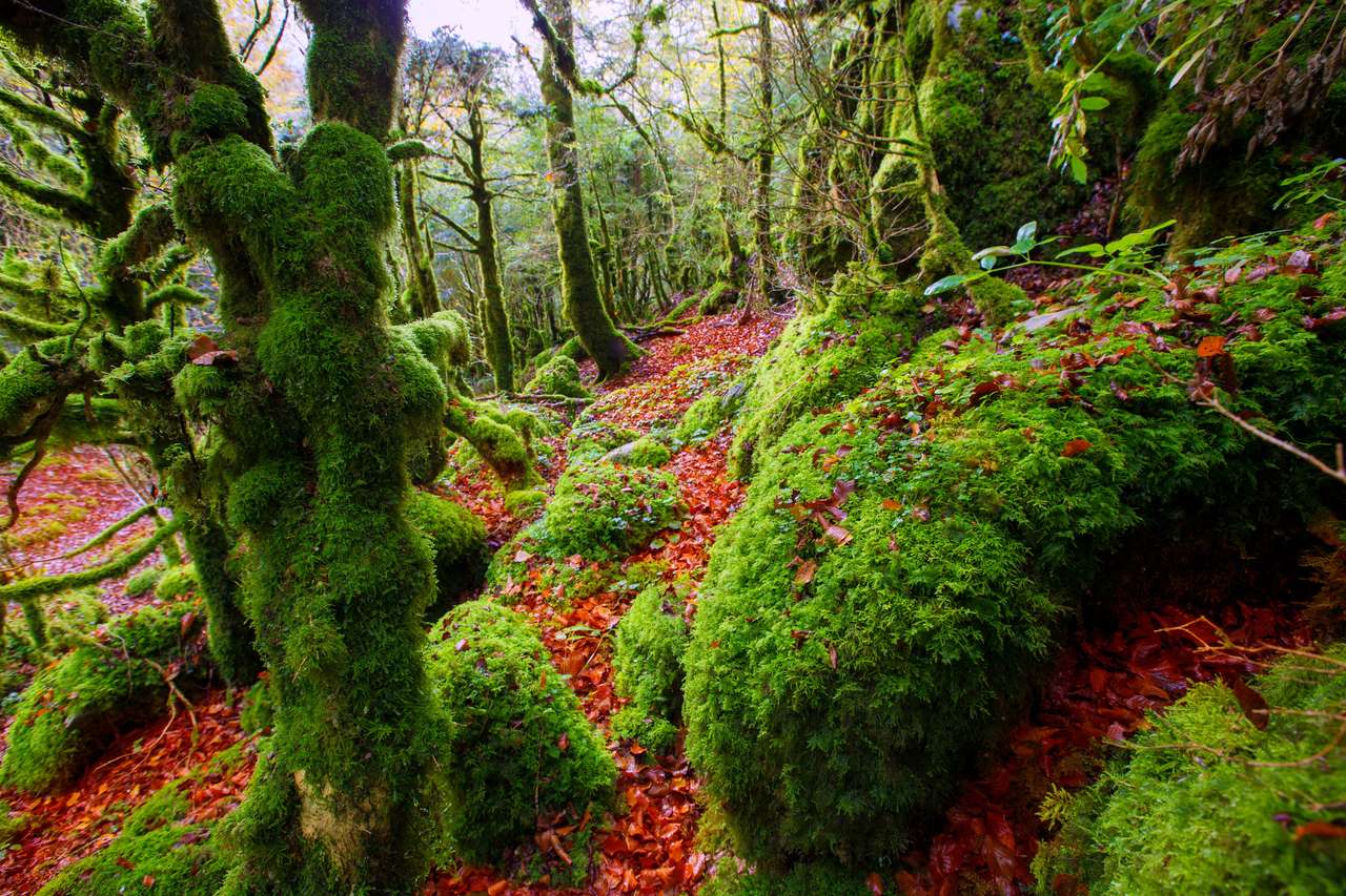 dżungla w Pirenejach Nawarry w Hiszpanii puzzle online