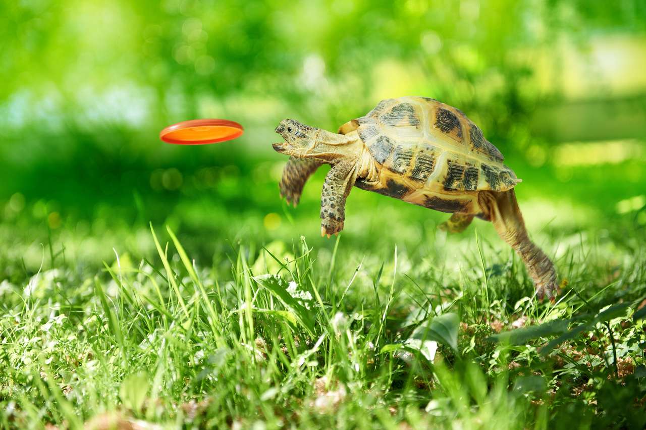 Żółw łapie latający dysk puzzle online