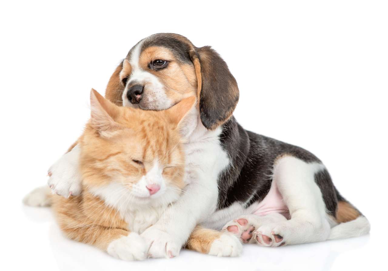Szczeniak rasy Beagle ze swoim kocim przyjacielem puzzle online
