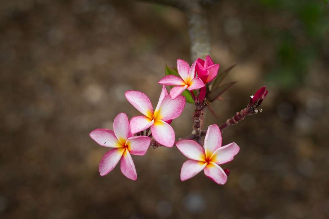 zbliżenie zdjęcia różowo-białego kwiatu o płatkach puzzle online