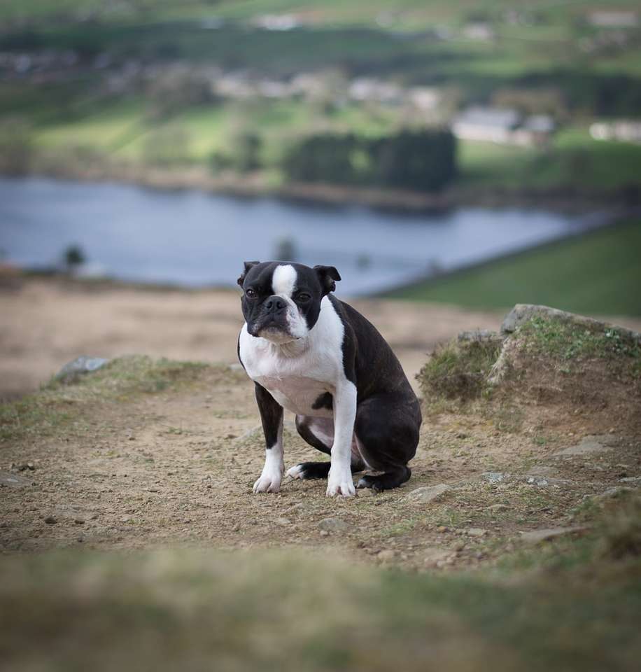 czarno-biały krótkowłosy pies na brązowej glebie w pobliżu ciała puzzle online