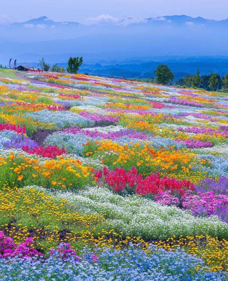 Wiosna w Kuju Flower Park, Japonia puzzle online