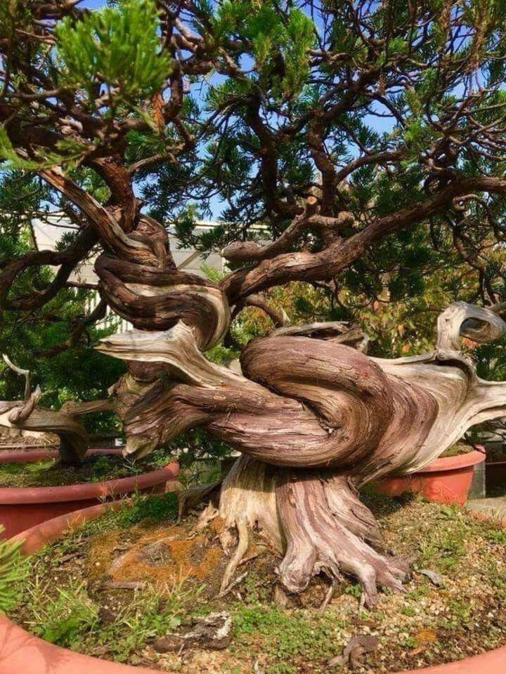 Niezwykłe stare drzewo puzzle online