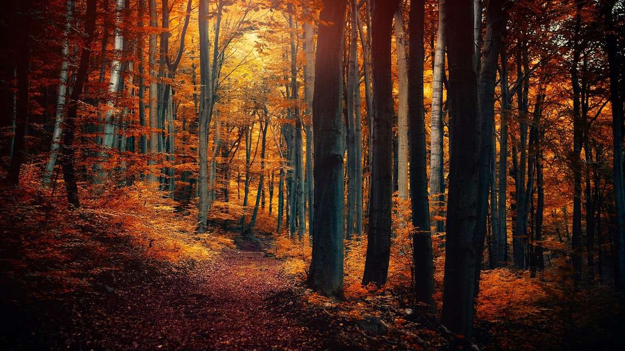 Słoneczna jesień w lesie puzzle online