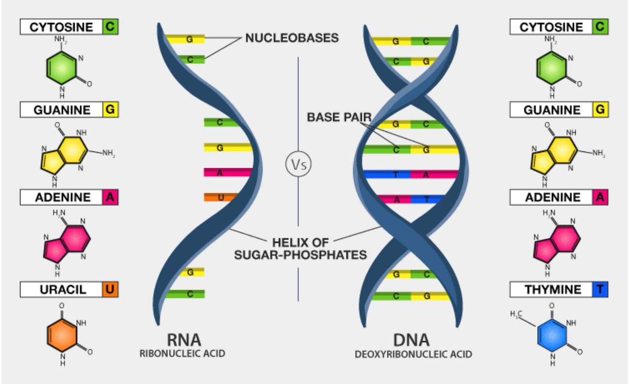 Zagadka DNA puzzle online