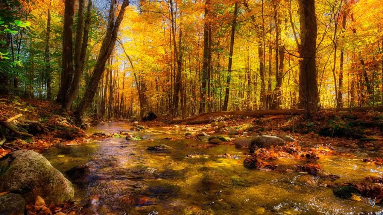 Jesień w lesie puzzle online