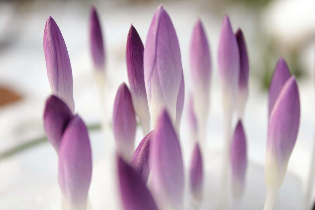 płytkie zdjęcie fioletowych kwiatów puzzle online