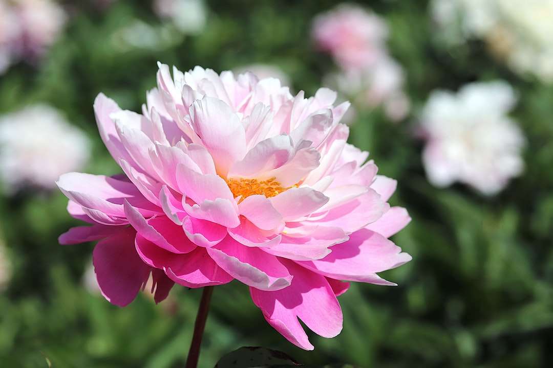 różowy i biały kwiat w obiektywie z przesunięciem pochylenia puzzle online