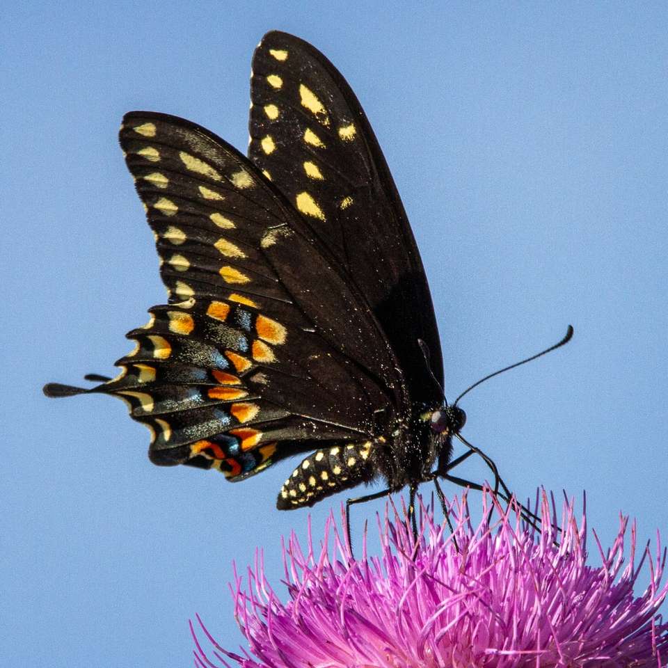 czarno-żółty motyl siedzący na fioletowym kwiecie puzzle online