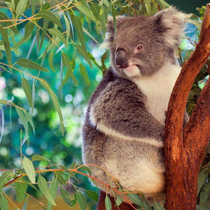 Koala Ausztráliában kirakós játék