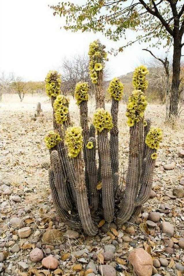 kaktusy na pustyni puzzle online