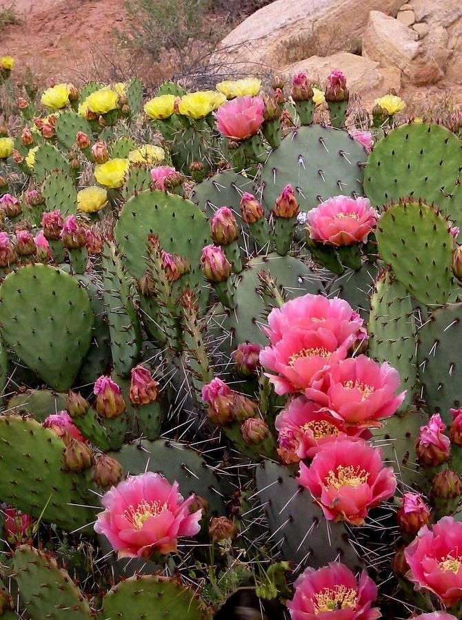 różowy kaktus puzzle online