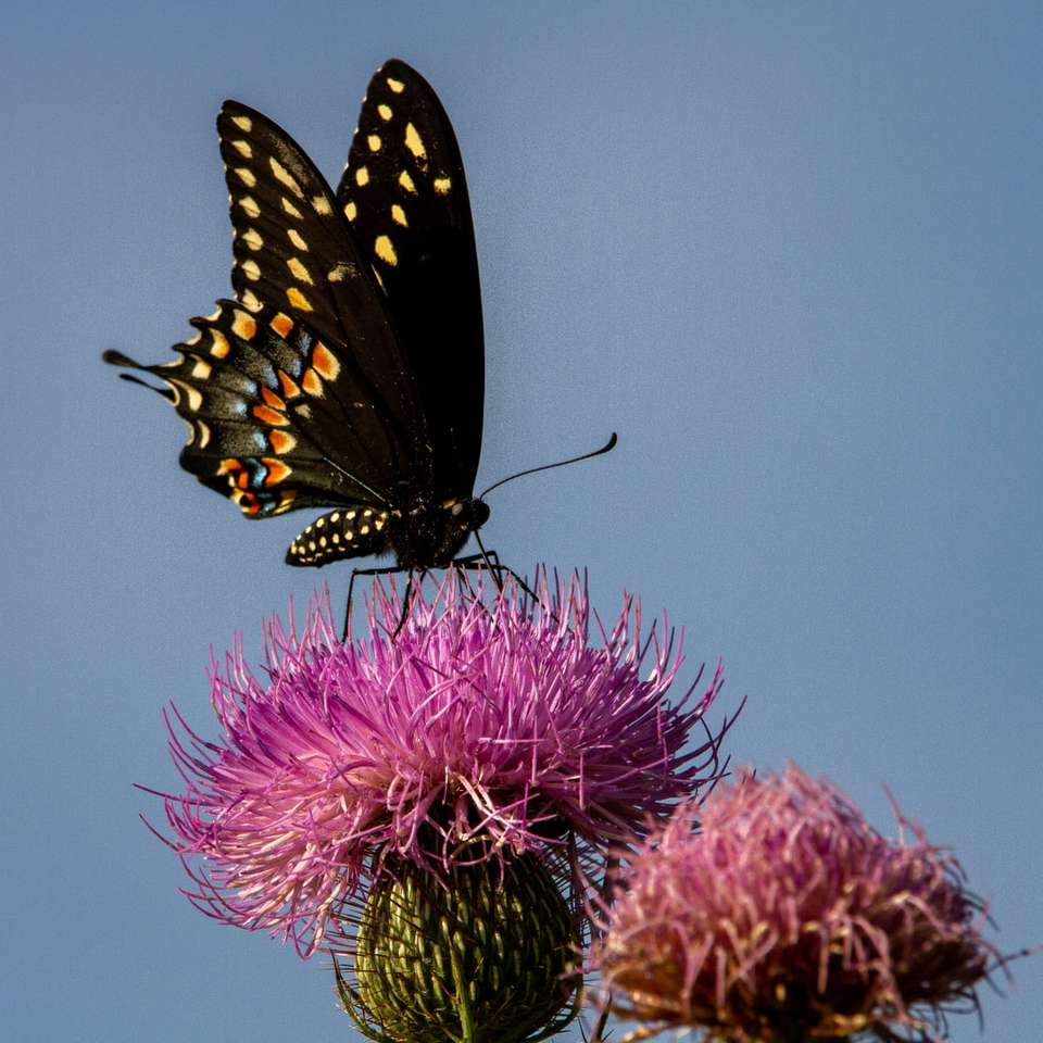 czarno-biały motyl na fioletowym kwiecie puzzle online
