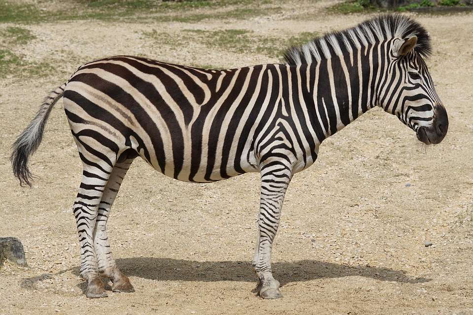 Zebra- pasy puzzle online