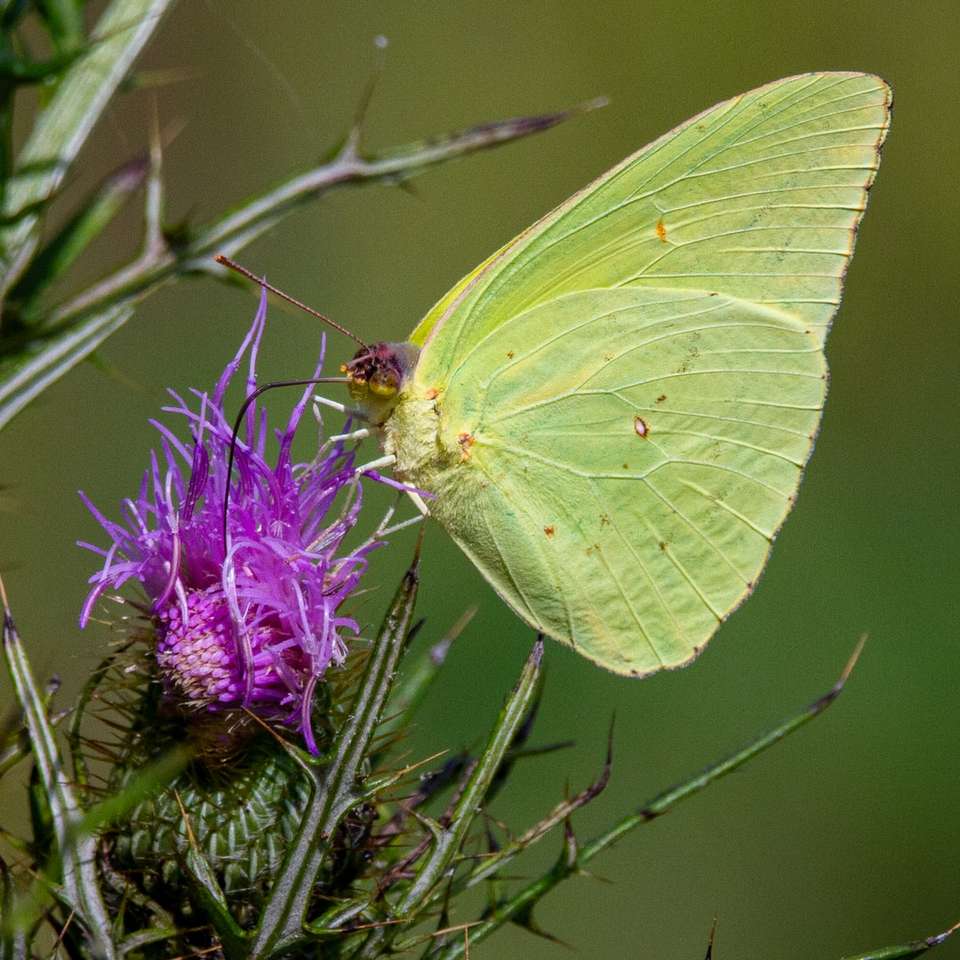 zielony motyl siedzący na fioletowym kwiecie puzzle online