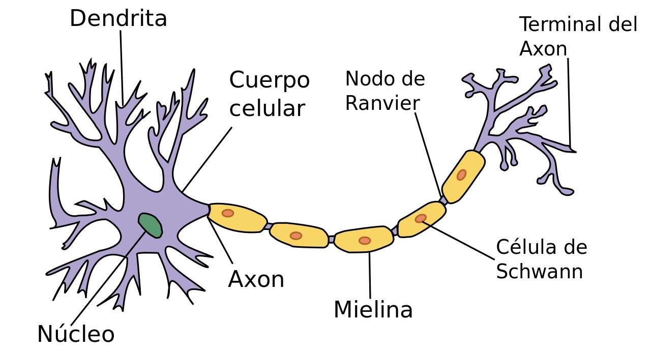 Neuron puzzle online