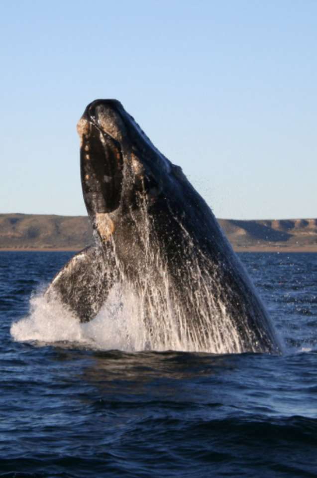 Wieloryb w oceanie puzzle online
