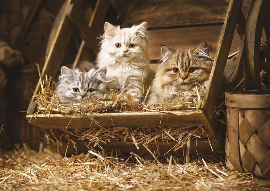 Trzy małe kotki puzzle online