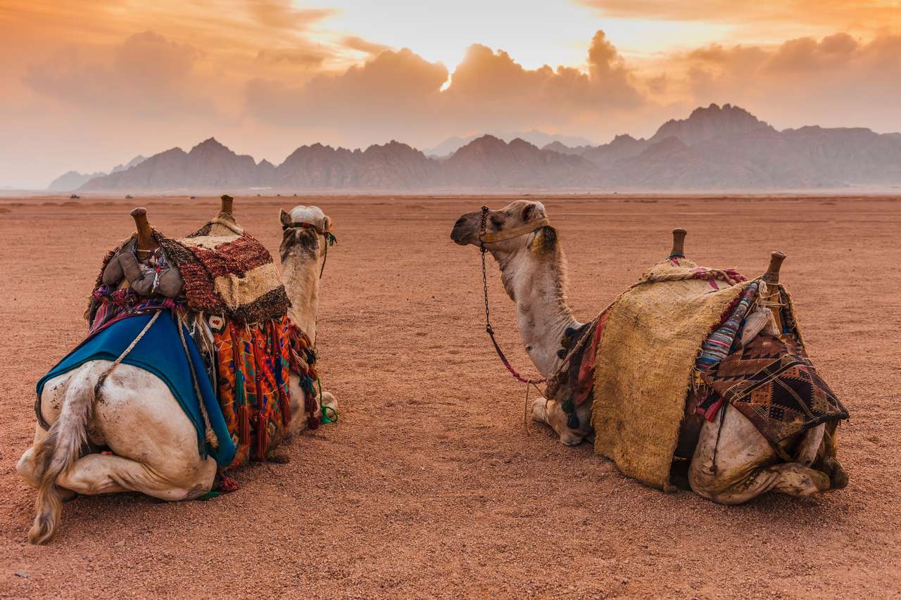 Две камили от Синайската пустиня, Шарм ел Шейх пъзел