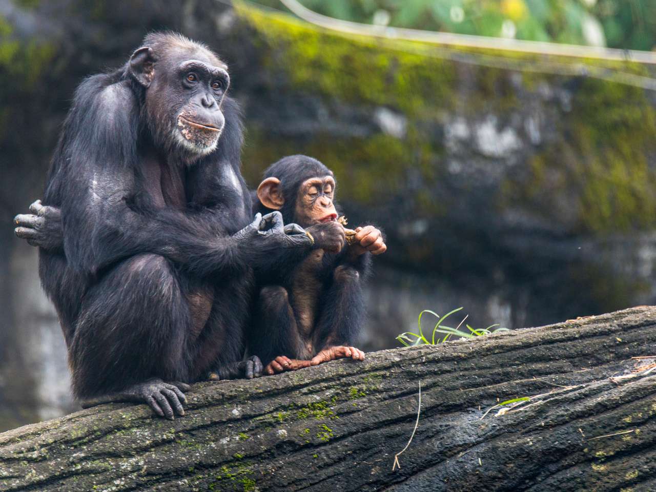 szympansy siedzące na drzewie puzzle online