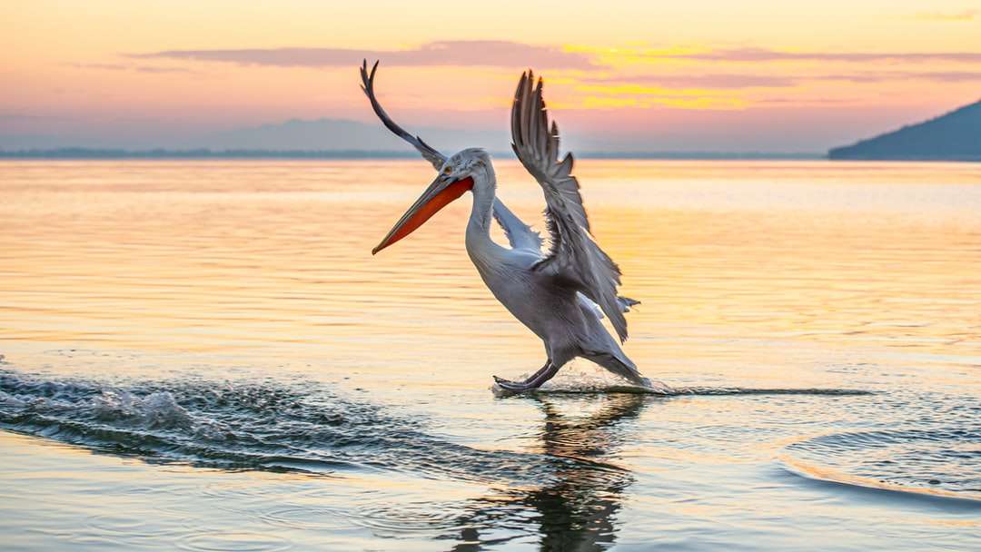 biały pelikan na akwenie w ciągu dnia puzzle online