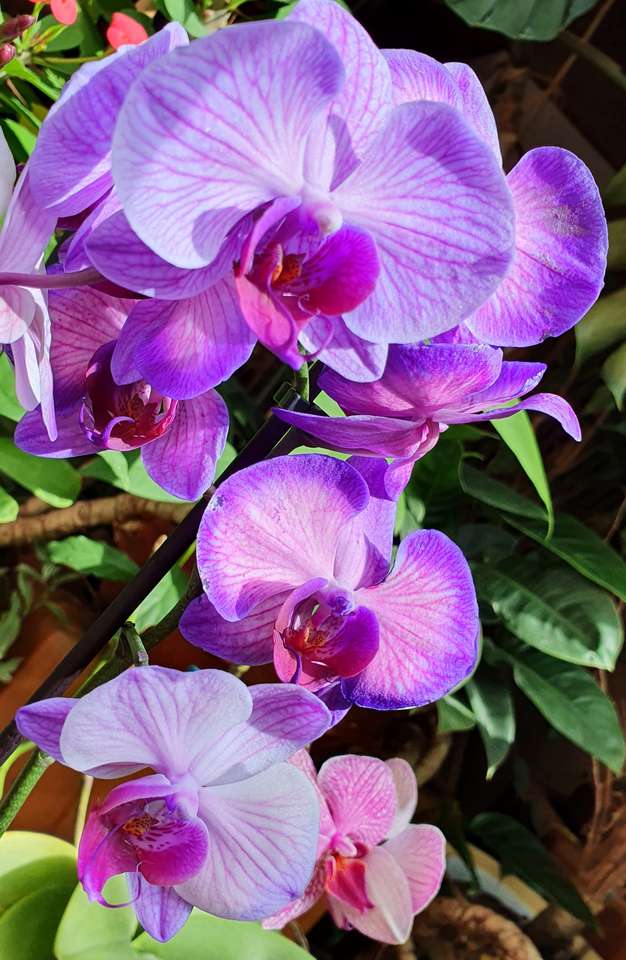 fioletowa orchidea puzzle online