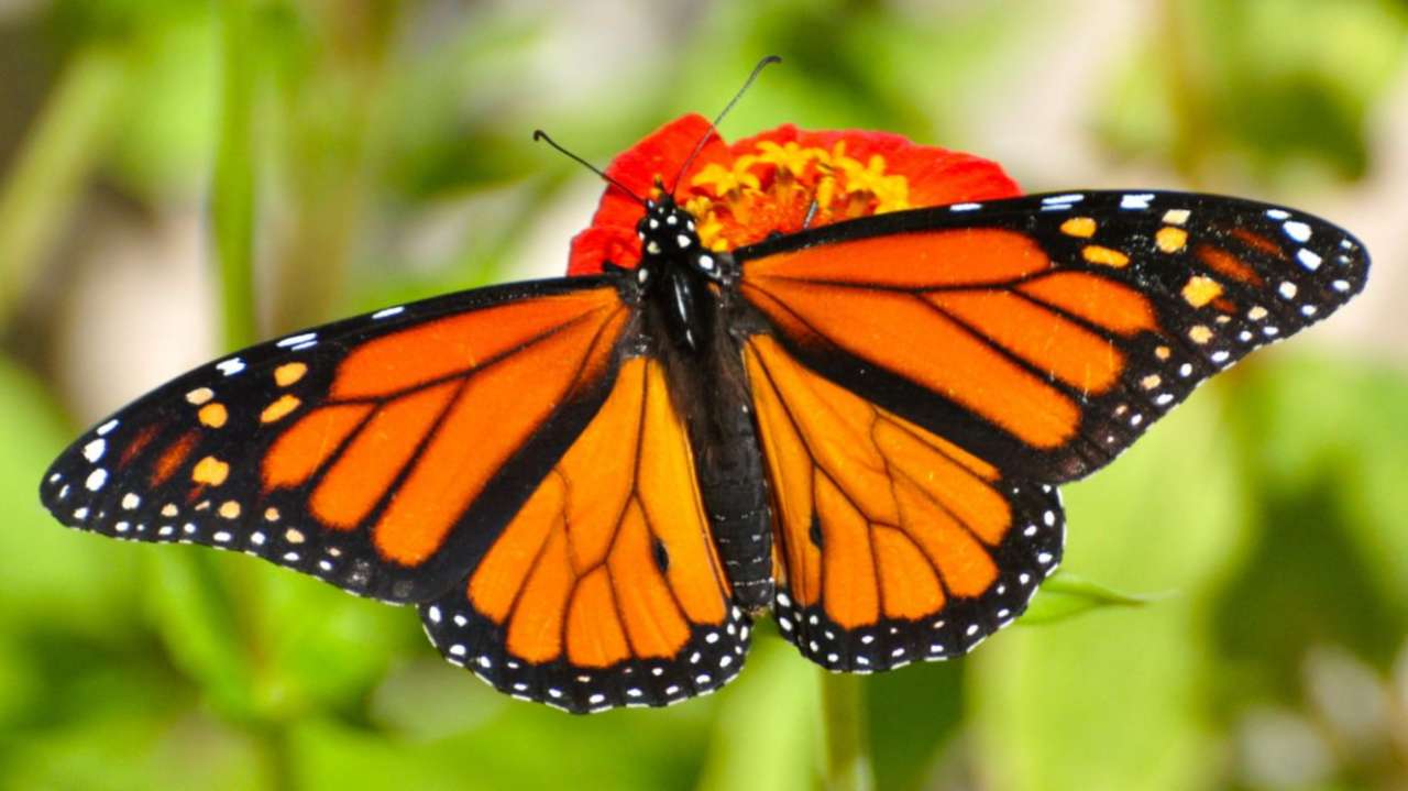 Motyl monarcha puzzle online
