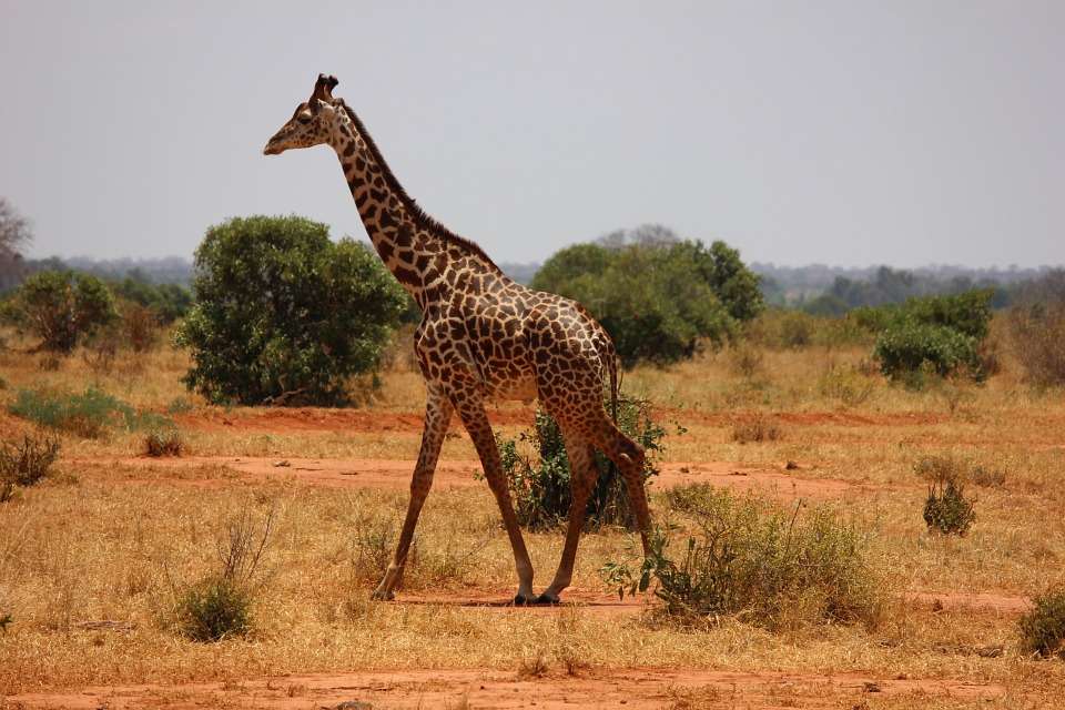 Girafa na savana quebra-cabeça