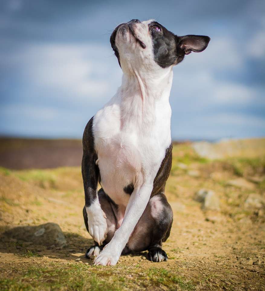 czarno-biały pies krótkowłosy na brązowym podłożu puzzle online